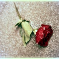 Первый снег и брошенная роза :: Евгения Мартынова