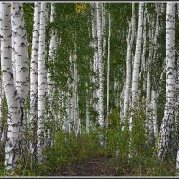 ***ДАЛЬ СВЕТЛАЯ :: ЛЮБОВЬ ВОЛГИНА