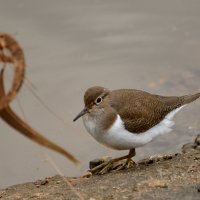 08.12.11 Перевозчик (лат. Actitis hypoleucos) — птица семейства бекасовых (Scolopacidae). :: Борис Ржевский