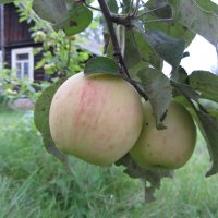 Созрели яблоки в саду... :: Желтовская Татьяна 