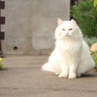 Котя :: Ольга Катько