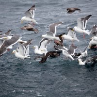 Птицы Курильских островов 4 :: Геннадий Мельников