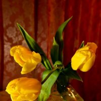 Желтые тюльпаны :: Вера N