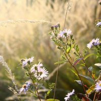 nature :: Ksenia Strudel 