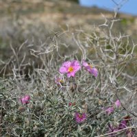 10.03.12 Солнцецвет пузырчатый, Helianthemum vesicarium :: Борис Ржевский