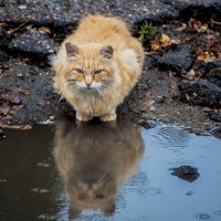 Осенний кот :: Павел Данилевский