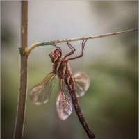 Коромысло большое (Aeshna grandis) :: Дарья Даркина