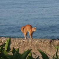 нас утро встречает прохладой :: владимир 