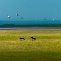 Наперегонки :: Фёдор. Лашков