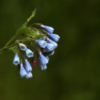 То ли медуница, то ли окопник... :: Светлана 