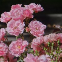 розовые розы :: Anna-Sabina Anna-Sabina