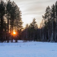 Вечер в апрельской тайге, окрестности Ухты! (Республика Коми). :: Николай Зиновьев