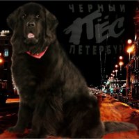 DDT:  Чёрный пёс Петербург :: Кай-8 (Ярослав) Забелин
