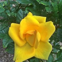Иранская  роза"Ширин" (Прошлым  летом) :: Виталий Селиванов 