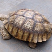 большая черепаха :: ольга хакимова