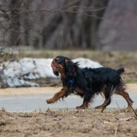 *** :: Владимир Безбородов