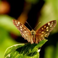 коричневые бабочки 1 :: Александр Прокудин