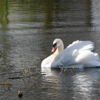 Белый лебедь на озере :: Маргарита Батырева