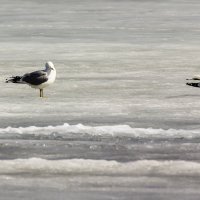 Чайки на льду :: Александр 