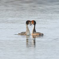 Весенний поцелуй. :: Евгений Кузнецов