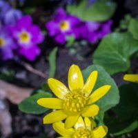 весенние цветы IMG_2672-40 :: Олег Петрушин