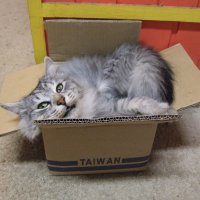 Кот в коробке :: Татьяна 