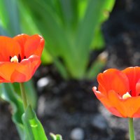 А вот и тюльпаны спешат раскрыться навстечу весне... :: Тамара Бедай 