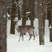 Картонный олень :: Сеня Белгородский