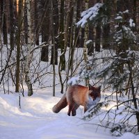 Лиса на картонке :: Сеня Белгородский