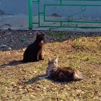 греющие котята на солнце :: Владимир 
