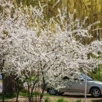 Так начинался апрель в Этом году :: Игорь Сикорский