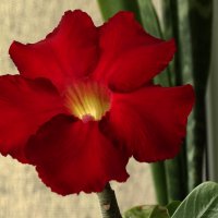 Цветок адениума :: Зинаида П. 