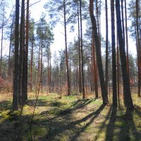 Весенний лес :: Маргарита Батырева