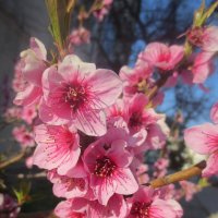 Цветы персика :: Эля Юрасова