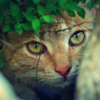 кошачьи глаза :: Ксения Комина