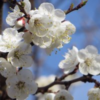 Люблю весной цветущий абрикос, когда ещё листочков даже нет... :: Татьяна Смоляниченко