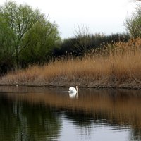 Лебедь на "Белой" реке :: Татьяна Королёва