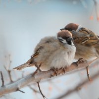 Парочка :: Ирина Воинкова