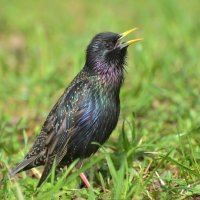 Обыкновенный скворец(Sturnus vulgaris) :: Иван 