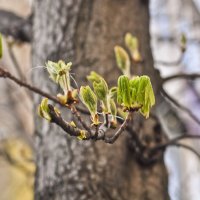 Взрыв каштановых почек :: Ольга Винницкая (Olenka)