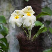 Ароматная орхидея. :: Андрий Майковский