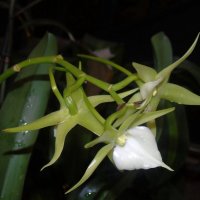 Орхидея :: Наталья Цыганова 