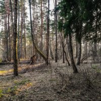 Весенний лес :: Александр Войтович