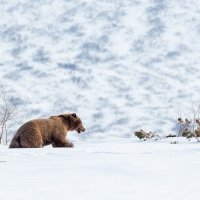 Мишка на снегу :: Денис Будьков