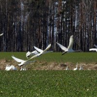 ПЕРЕЛЕТ. ЛЕБЕДЬ КЛИКУН :: ИННА ПОРОХОВА