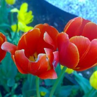 Тюльпаны Екатерининского парка. :: Наталья Цыганова 