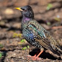 Обыкновенный скворец(Sturnus vulgaris) :: Иван 