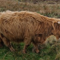Хайленд - шотландская корова :: Galina 