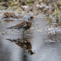 Как в зеркале... :: Владимир Безбородов