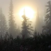 Солнце восходит в тумане :: Сергей Чиняев 
